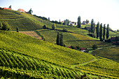 Weinberge an der Südsteierische Weinstraße bei Gamlitz, Steiermark, Österreich