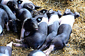 Pigs in the Herrmannsdorfer organic farm near Glonn, Upper Bavaria, Bavaria, Germany