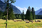 Horses in the Graswang valley near Linderhof near Oberammergau, Upper Bavaria, Bavaria, Germany