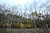 Birkenwald im Herbststurm in der Boberger Niederung, Hamburg, Germany