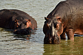 Hippos in the water in Selous Nature Reserve, Tanzania, Africa