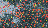 Blüten vom Flammenbaum (Brachychiton acerifolius) liegen auf dem Boden im Greenbelt Park, Makati, Manila, Philippines, Asia