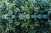 Forest trees reflecting in still remote lake
