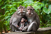 Monkeys sitting on stone banister