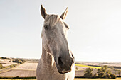Close up of face of horse in rural field