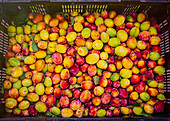 Close up of crate of fresh fruit