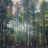 Sunbeams through trees in forest, Tuolumne, California, United States