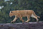 Lion (Panthera Leo) cub on a downed tree trunk in the rain, Ngorongoro Crater, Tanzania, East Africa, Africa