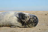 Grey seal pup (Halichoerus grypus) chewing a flipper while lying on a sandy beach, Norfolk, England, United Kingdom, Europe