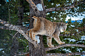 Canadian lynx (Lynx canadensis), Montana, United States of America, North America