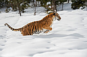 Siberian Tiger (Panthera tigris altaica), Montana, United States of America, North America