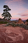 Pine tree and sandstone at dawn with pink clouds, Zion National Park, Utah, United States of America, North America