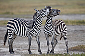 Two common zebra (Plains zebra) (Burchell's zebra) (Equus burchelli) sparring, Ngorongoro Crater, Tanzania, East Africa, Africa