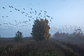 Big swarm of gray geese taking off at dawn and flying over a foggy pond landscape - Linum in Brandenburg, north of Berlin, Germany