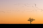 Silhouettes of cranes in formation flight in the red-colored sky of the setting sun. In the foreground silhouettes of leafless trees in autumn, Linum in Brandenburg, north of Berlin, Germany