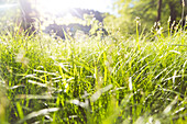 Frühlingswiese, Sommerwiese, blühende Gräser, Bäume, sonnendurchflutet, Sächsische Schweiz, Sachsen, Deutschland, Europa
