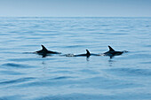 School of dolphins, Sagres, Algarve, Portugal
