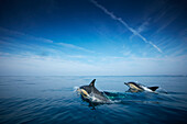 School of dolphins, Sagres, Algarve, Portugal