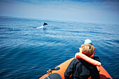 Schule gemeiner Delfine, Beobachtungsboot, vor Sagres, Algarve, Portugal