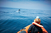 School of dolphins seen from an observation boat, Sagres, Algarve, Portugal