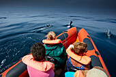 School of dolphins seen from an observation boat, Sagres, Algarve, Portugal