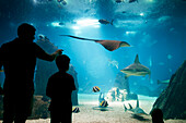 Father and son looking at fish in the oceanarium, Lisbon, Portugal