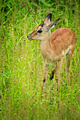Female impala (Aepyceros melampus), South Luangwa National Park, Zambia, Africa