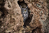 Spotted eagle owl (Bubo africanus), Herefordshire, England, United Kingdom, Europe