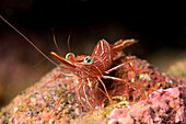 Hinge beak shrimp (Hinge beak prawn) (Rhynchocinetes sp.) emerges to feed at night, Matangi Island, Vanua Levu, Fiji, Pacific
