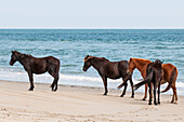 Wild mustangs (banker horses) (Equus ferus caballus) in Currituck National Wildlife Refuge, Corolla, Outer Banks, North Carolina, United States of America, North America