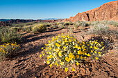 Valley of Fire State Park outside Las Vegas, Nevada, United States of America, North America