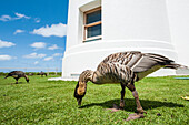 Hawaiian goose (nene) (Branta sandvicensis), at Historic Kilauea Lighthouse, Kilauea Point National Wildlife Refuge, Kauai, Hawaii, United States of America, Pacific