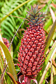 Pineapple plants, Dole Plantation, Wahiawa, Oahu, Hawaii, United States of America, North America
