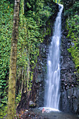 Mann badet in einem Pool unter Wasserfall im Urwald, Dark View Falls, St. Vincent und die Grenadinen, Saint Vincent and the Grenadines, Kleine Antillen, Westindische Inseln, Windward Islands, Antillen, Karibik, Mittelamerika