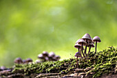 Group of small mushrooms with lamellae on a trunk of a tree covered with moss. Bokeh and light reflexions in the , biosphere reserve, Schlepzig, Brandenburg, Germany