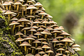 Group of small mushrooms with lamellae on a trunk of a tree covered with moss, biosphere reserve, Schlepzig, Brandenburg, Germany