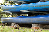 Nutria sitting on a private estate in front of kayaks and eating a pear, biosphere reserve, Schlepzig, Brandenburg, Germany