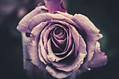 Purple Rose, Close-Up
