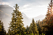 Evergreen Trees with Mountains in Background, Col du Mont Cenis, Val Cenis Vanoise, France