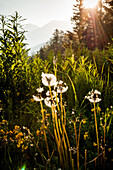 Dandelions with Mountain in Background at Sunrise, Col du Mont Cenis, Val Cenis Vanoise, France