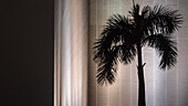 abstract palm tree, Museum area at night, Kowloon, Hongkong, China, Asia