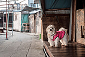 Hund mit Rosa Anzug im Fischerdorf Tai O, Insel Lantau, Hongkong, China, Asien
