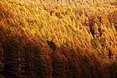 Golden autumn with lark forest in Schnalstal, South Tyrol, Italy