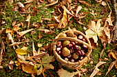 Bucket full of chestnuts between autumn leaves, Uffing, Staffelsee, Upper Bavaria, Bavaria, Germany
