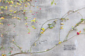 Mit Pflanzen bewachsene Wand, rote Knospen, Ranken, Graffiti mit Telefonnummer für Klimanlagen Service, Betonwand, Hutong, Peking, China, Asien