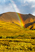A colorful rainbow lights up the evening green tundra in Highway Pass in Denali National Park, Alaska, United States of America