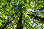 Looking up into the canopy of deciduous trees in an Ontario forest, Strathroy, Ontario, Canada