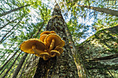 Looking up at a cluster of mushrooms growing out of a tree, near Bracebridge, Ontario, Canada