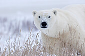 Polar bear ursus maritimus walking through the snow and blizzard near Churchill, Manitoba, Canada