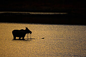 Silhouette of a moose alces alces eating aquatic plants in a pond along the Dempster Highway, Yukon, Canada